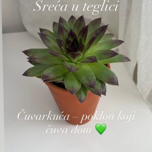 🌿 Čuvarkuća – poklon koji čuva dom i donosi sreću