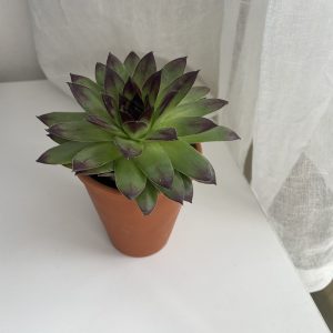 🌿 Čuvarkuća – poklon koji čuva dom i donosi sreću